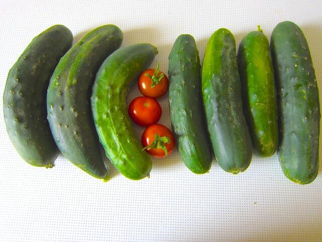 Gurkenernte eines guten Tages - die kleinen Cocktail-Tomaten kommen nicht in die Suppe. Als Snack dazu passen sie aber gut.