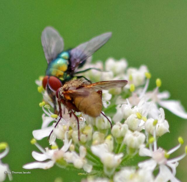 Zwei Schwebfliegen, die wohl nicht zusammen gehören. :-)