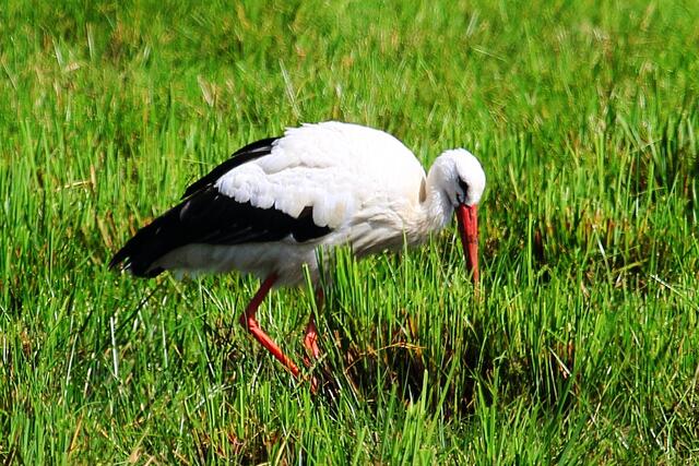 Storch bei der Futtersuche