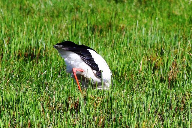 Storch bei der Futtersuche
