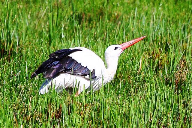 Storch beim trinken