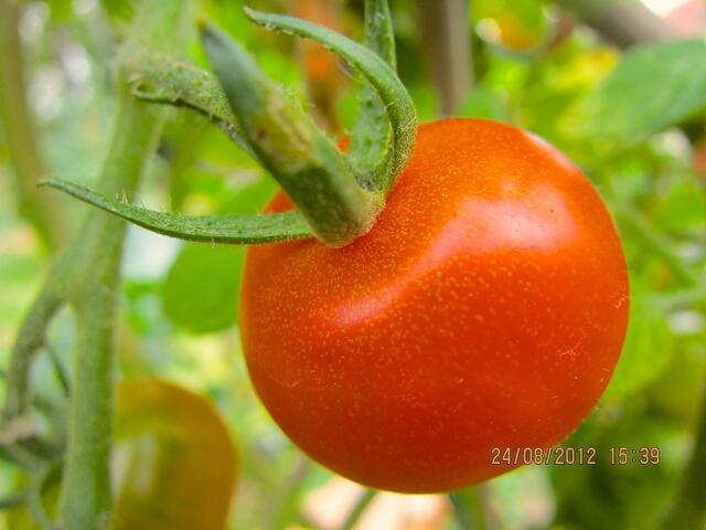 Orange - Tomate