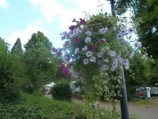 Überall an den Laternen waren Blumenkörbe angebracht,doch das nicht nur zum Fest.