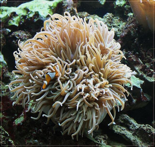Anemone mit Besucher