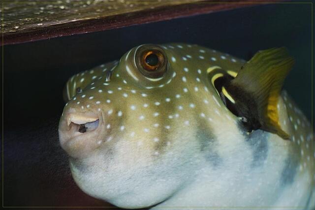 Kugelfisch