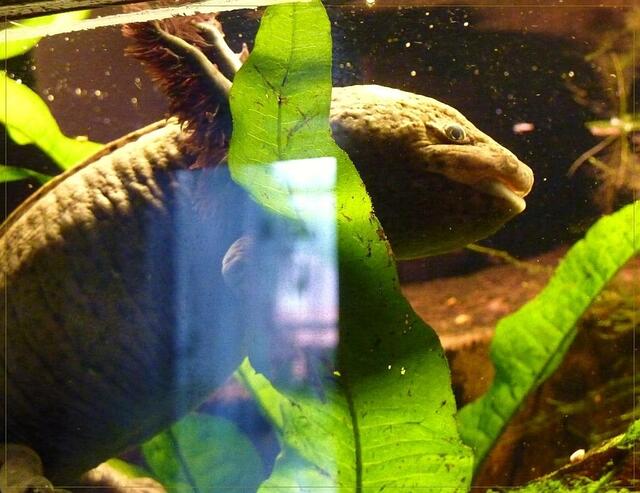Ein Olm