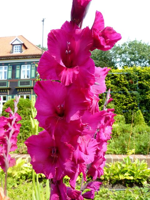 An dieser Gladiole konnte ich nicht einfach so vorbeigehen.
