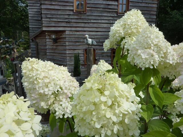 Prächtige Rispenhortensien vor der Arche Noah