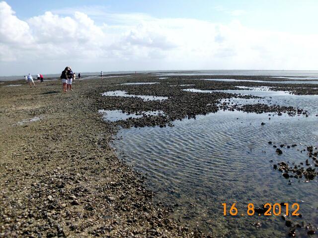 die Muschelbank...