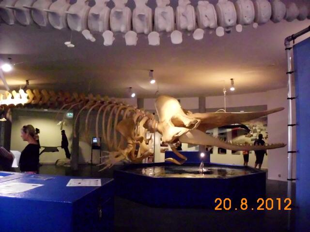 Besuch im Naturkundemuseum