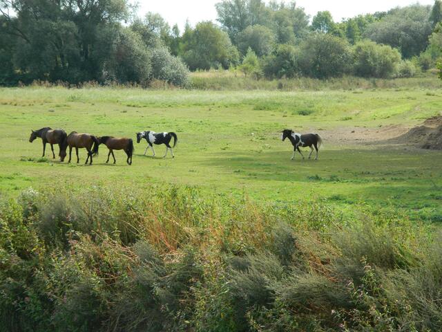 Frei laufende Pferde