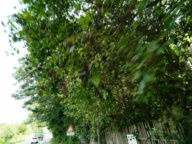 Im Fahren kann man den Holunder ernten - also Kopf einziehen.