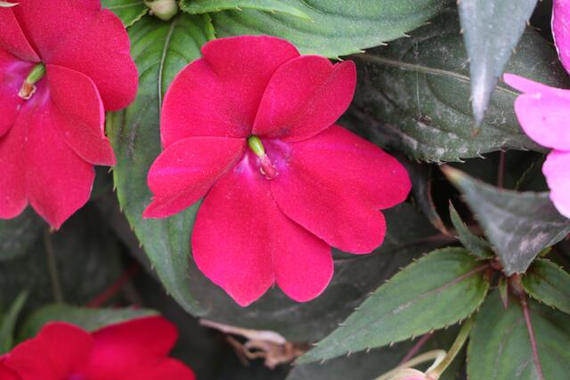 Farbenpracht an Blumen