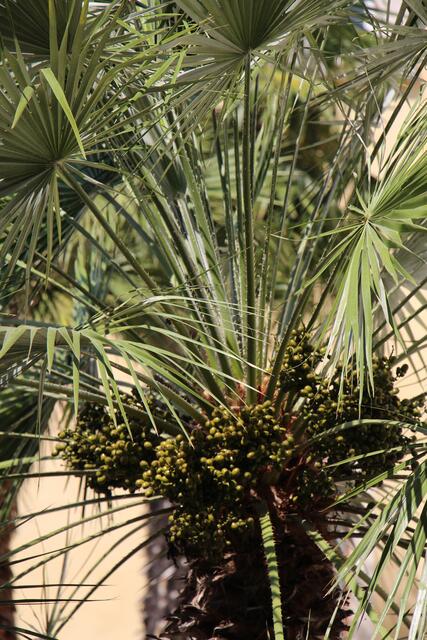 die kleine Palme mal genauer betrachtet