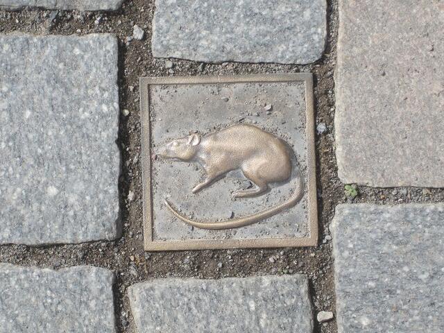 Überall Ratten