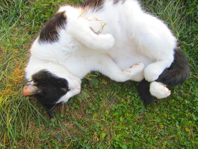 Kannst mich ruhig streicheln - jetzt mag ich das gern.