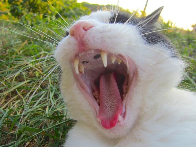 Jaaaaaaaaa - haaaaaaaaaabe Hungaaaaaaaaaaaaaa!!!!