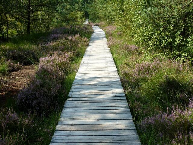 Der Holzpfad ist von blühender Heide gesäumt.