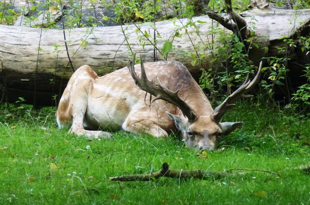 Bin mir nicht sicher - Rothirsch oder Mesopotam. Damhirsch?!? Jedenfalls auch beim Mittagsschlaf