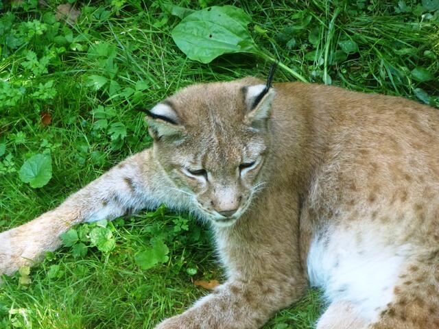 Typisch - der Luchs mit seinen unverkennbaren Pinselohren