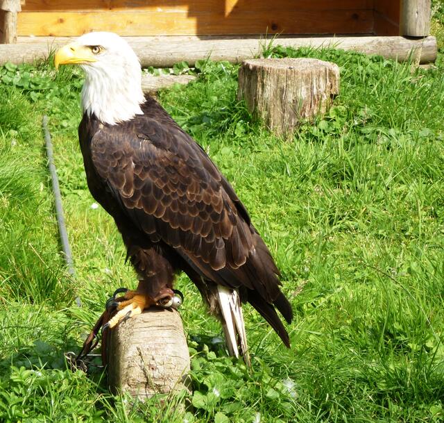 Imposanter Seeadler