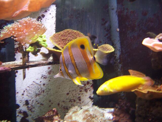 Faszinierende Unterwasserwelt im "Sealife" | Foto: Foto Dagmar Stöckner