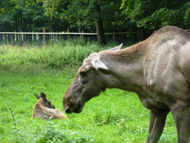 Liebevolle Elchkuh mit Nachwuchs