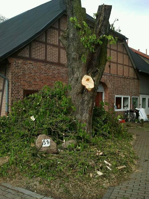 Am 24.April postete ich in Facebook: "Kirchhorster Beitrag zum Tag des Baumes!
neben dem gasthaus maikäfer