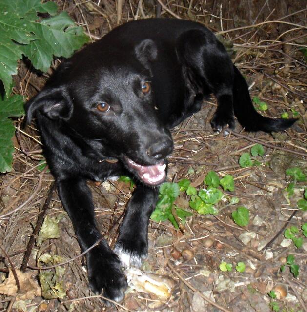 Ich der Joschi bin 6 Monate alt und habe noch Angst vor der Leine