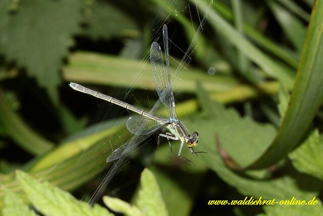 Unsanfte Vollbremsung: Ein Weibchen des Kleinen Granatauges (Erythromma viridulum) schlägt in ein Spinnennetz ein.