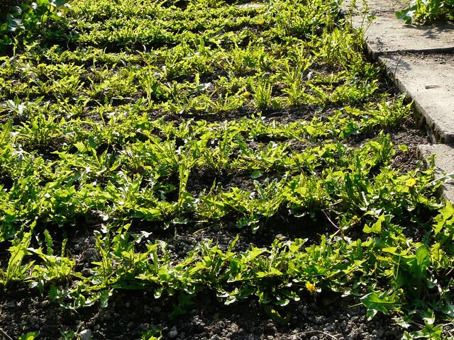 Löwenzahnanbau auf einem Biohof