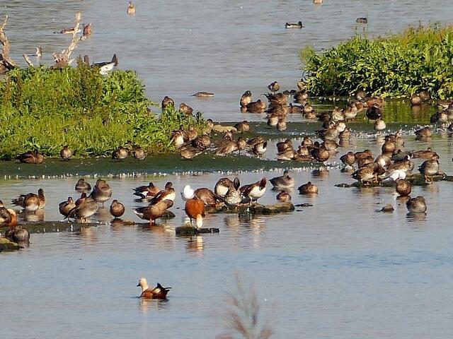 Hunderte von Entenvögeln halten sich im Europareservat auf. Von Höckerschwänen über Gänse bis zu Schwimm- und Tauchenten stellten wir heute 10 Arten aus dieser Ordnung fest.