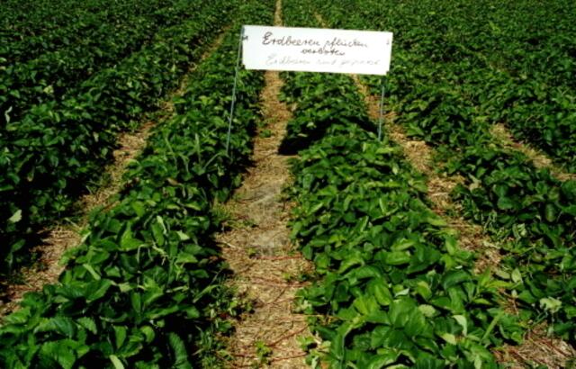 "Konventionelle" = industrielle Landwirtschaft: Erdbeerfeld