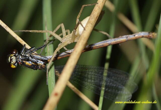 Angriff einer Jagdspinne (sie baut kein Netz) auf eine Frühe Adonislibelle. Das Insekt hat nicht den Hauch einer Chance und ist binnen Sekunden tot.
