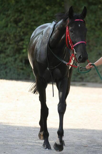 Chicke Farbkombi des Halfters