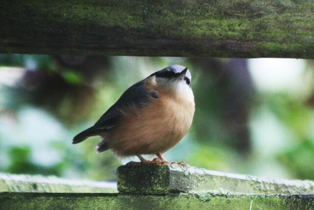 ... vermutlich ein Jungvogel.