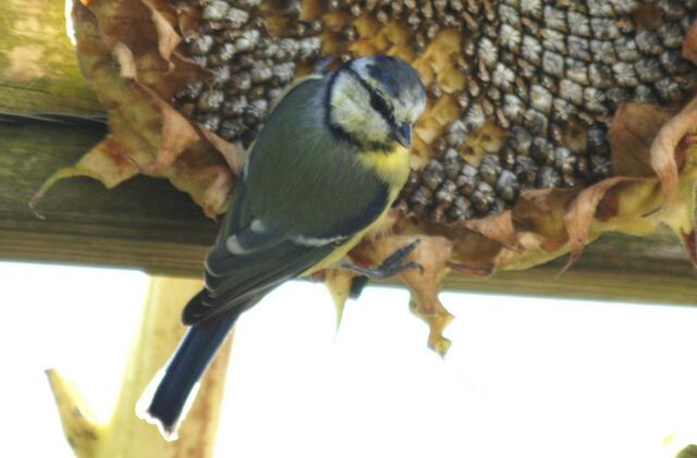 Guckst du!