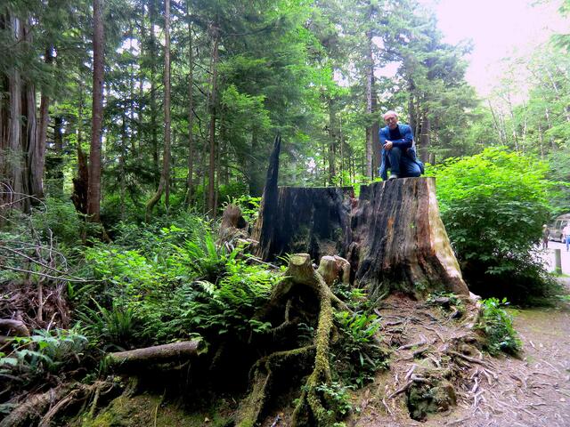 Die Riesenzedern des Küstenregenwaldes werden von Holzfirmen einfach abgeholzt