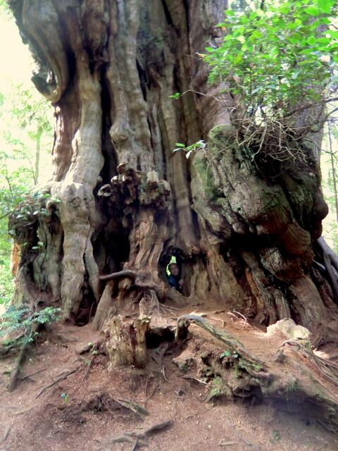 Riesenzedern im Küstenregenwald verleiten zum Versteckspiel