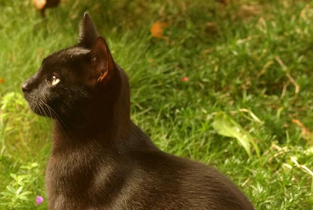 Denn mit glasklarem Blick entgeht der kleinen "Dorfkatze" nichts! Sie behält die Plätze, an denen die Vögel nach Futter suchen immer im Auge. Ihr identisch aussehendes Pendant (Wurfgeschwister) ist weniger draufgängerisch und viel scheuer.