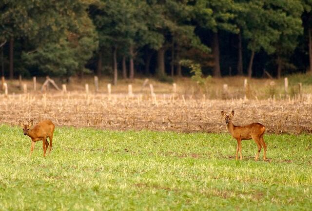 Die Distanz des Rehwildes zu dem Menschen vergrößert sich im Herbst wieder. Diese Beiden sind aber schon "alte Freunde". Die Naturfreunde, die sich täglich in der Feldmark aufhalten, kennen ihre Gewohnheiten gut...