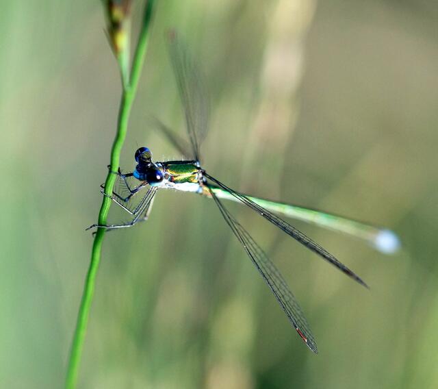 Libelle im Herbst...Wer bin ich? Es ist Lestes virens, die kleine Binsenjungfer. Wir können sie gut anhand der hellen Randadern an den Schmalseiten der Flügelmale von der Gemeinen Binsenjungfer unterscheiden.
