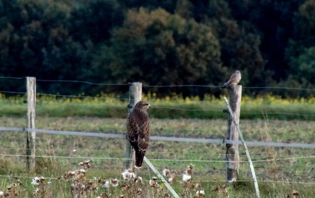 Der Mäusebussard an der Pferdekoppel. Im Hintergrund sitzt ein Falke auf seinem "Ansitzpfosten" und beobachtet den nahen Acker.
