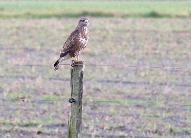 Der Herbst mit seinen abgeernteten Feldern ist die Zeit der Greifvögel. Nun können sie ihre Beutetiere, denen die Deckung durch die Feldpflanzen fehlt, leichter erspähen und jagen.