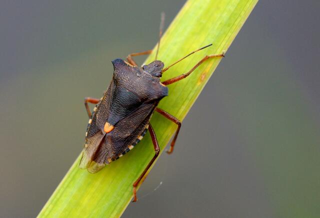 Die Rotbeinige Baumwanze ((Pentatoma rufipes) am Rande des Würmsees entdeckt. Eigentlich ist sie, wie uns ihr Name schon verrät ein Bewohner der Baumkronen. Doch wie wir an den Flügeln erkennen können, ist Pentatoma rufipes eine ausgezeichnete Fliegerin. Die Imagines sind sehr flugaktiv. Nachts fliegen sie gerne künstliche Lichquellen an.