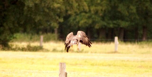 Nach dem bewegungslosen Ausspähen auf dem Ansitzpfosten, wohlbedacht und zielgerichtet, gar nicht kopflos - wie es hier scheint - sind seine Beuteflüge.