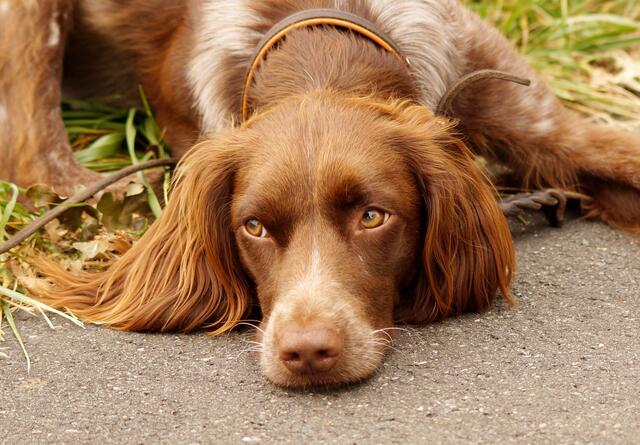 Wer kann diesem Blick widerstehen? Sie kam aus Spanien nach Deutschland und hatte in ihrem 1. Lebensjahr schon einen viermaligen Besitzerwechsel erlebt. Nun hat die Hündin, ein zuhause gefunden, das ihren Bedürfnissen als Jagdhund gerecht wird. Bei  ihrer Rassebezeichnung ist man unschlüssig  zwischen der Einordnung als Epagneul Francais und Bretone (Bretonischer Vorstehund/ Bretonischer Spaniel). Die genaue Bezeichnung ist bei diesem bildhübschen Tier aber auch wirklich nebensächlich!