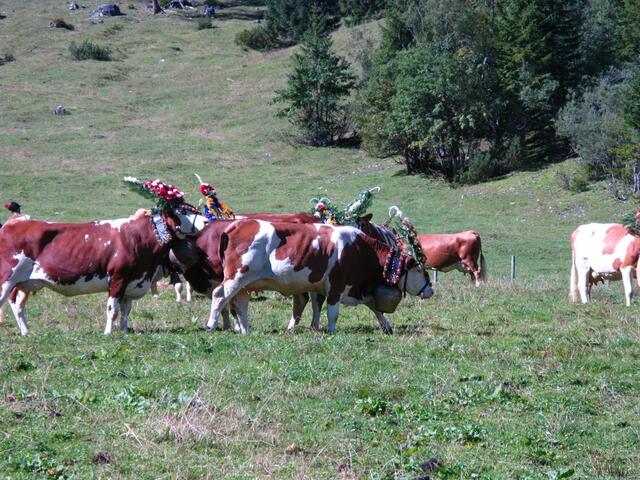Geschmückte Kühe auf der Gramai Alm in Petisau beim Achensee.
