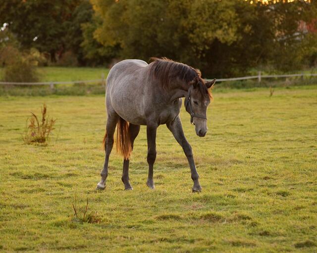 So schön wie dieses graue Pferd im Abendlicht können auch graue Herbsttage sein...!