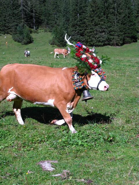 Geschmückte Kühe auf der Gramai Alm in Petisau beim Achensee.